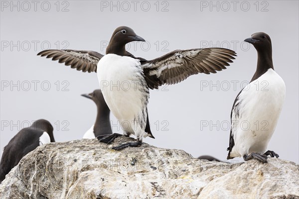 Common guillemot (Uria aalge) spreading its wings, Hornoya island, Vardo, Varanger, Finnmark, Norway, Europe