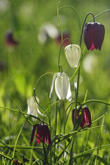 Enchanting chequerboard flowers, April, Germany, Europe