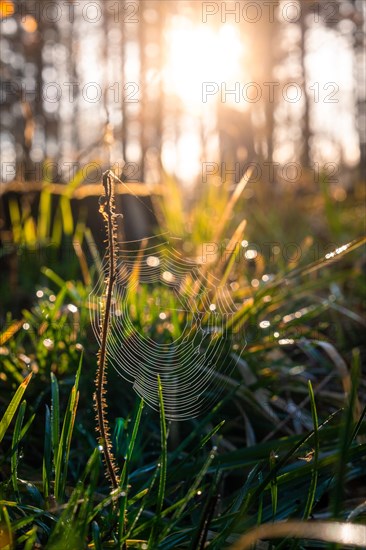 A spider's web covered with dew glistens in the backlight of the sunset in the forest, Gechingen, Black Forest, Germany, Europe