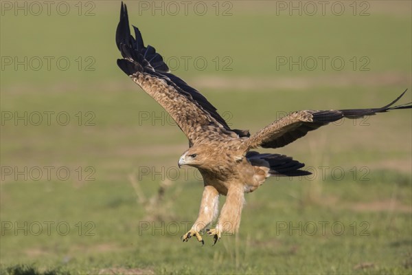 Juvenile Iberian Eagle, Spanish Imperial Eagle (Aquila adalberti), Extremadura, Castilla La Mancha, Spain, Europe