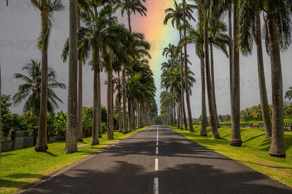 The famous palm avenue l'Allee Dumanoir. Landscape shot from the centre of the street into the avenue. Taken during a fantastic sunset. Grand Terre, Guadeloupe, Caribbean, North America