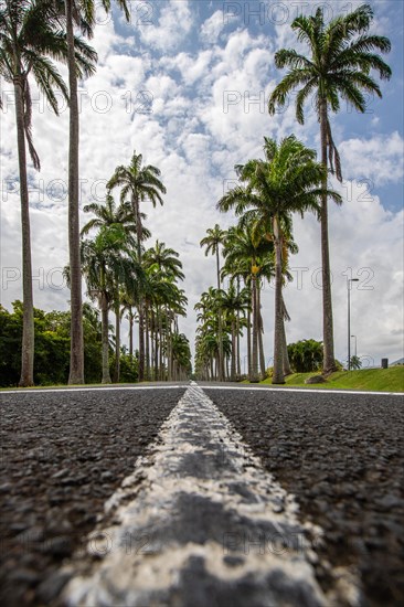 The famous palm avenue l'Allee Dumanoir. Landscape shot from the centre of the street into the avenue. Taken on a changeable day on Grand Terre, Guadeloupe, Caribbean, North America