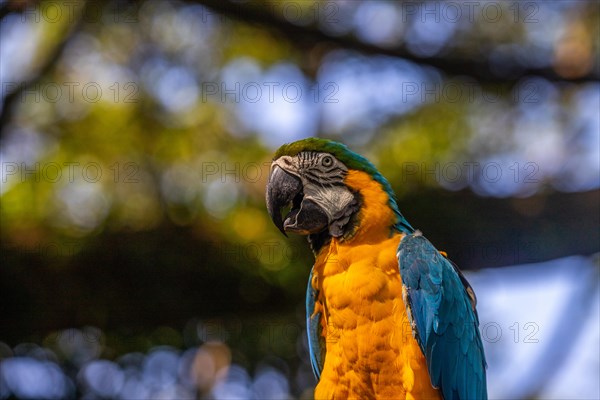 Portrait of a parrot. Beautiful shot of the animals in the forest on Guadeloupe, Caribbean, French Antilles