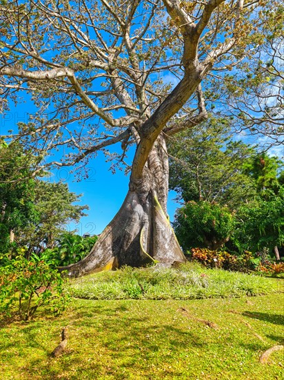 Jardin Botaniqu de Deshaies, botanical garden with flora and fauna in Guadeloupe, Caribbean, French Antilles