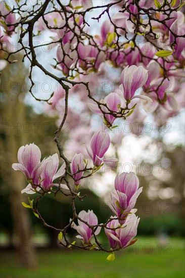 Close-up of pink tulip magnolia flowers (Magnolia x soulangiana) in springtime, Dessau, Germany, Europe