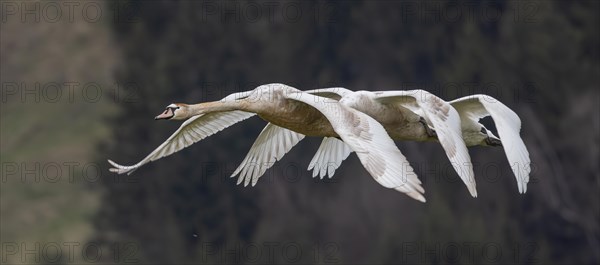 Mute swans (Cygnus olor) fly synchronously