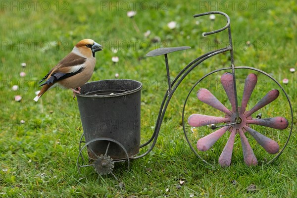 Male hawfinch standing on pot on bicycle in green grass on the right