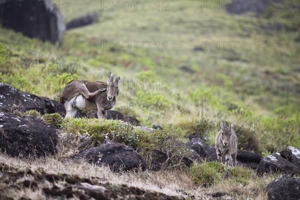 Nilgiri tahr (Nilgiritragus hylocrius, until 2005 Hemitragus hylocrius) or endemic goat species in Eravikulam National Park, adult and young, Kannan Devan Hills, Munnar, Kerala, India, Asia