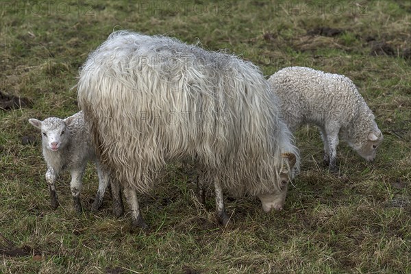 Horned moorland sheep (Ovis aries) with their lambs on the pasture, Mecklenburg-Western Pomerania, Germany, Europe