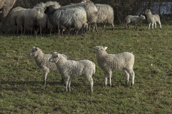 Moorland sheep, in front of their lambs (Ovis aries), on the pasture, Mecklenburg-Western Pomerania, GermanyL