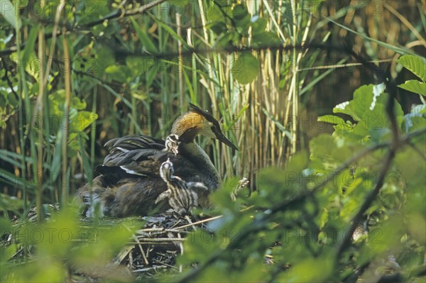 Great crested grebe (Podiceps cristatus), juvenile in plumage