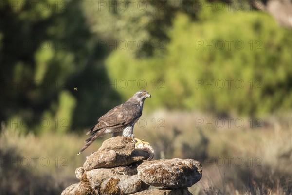 Northern goshawk (Accipiter gentilis) male, Extremadura, Castilla La Mancha, Spain, Europe