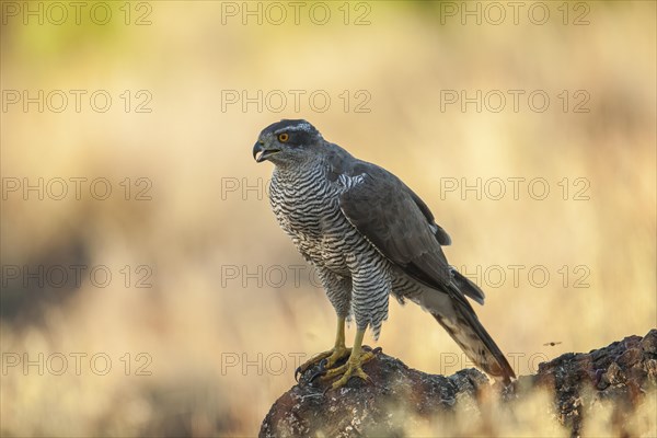 Northern goshawk (Accipiter gentilis) male, Extremadura, Castilla La Mancha, Spain, Europe