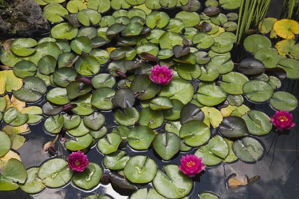Pink Nymphaea, Waterlily flowers and green lily pads floating on pond surface in summer, Quebec, Canada, North America