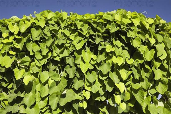 Close-up of green Vitis coignetiae, Vine with large broad leaves growing in full sun against a blue sky in summer, Montreal, Quebec, Canada, North America
