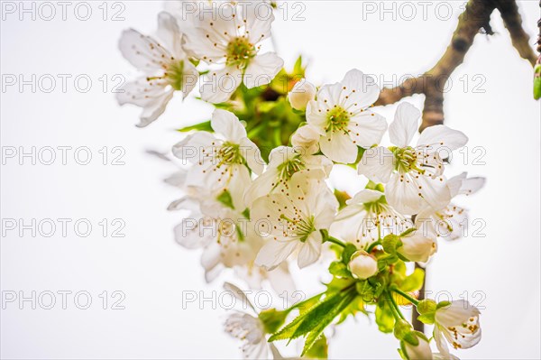 The white blossoms of a sweet cherry (Prunus avium) on a cherry tree, Jena, Thuringia, Germany, Europe