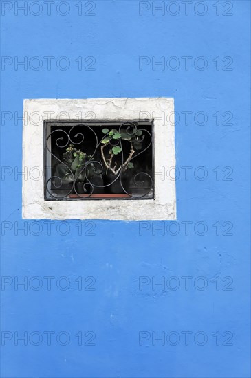 Colourful houses, Burano, Burano Island, Simple window with lattice and a plant in front of a blue wall, Burano, Venice, Veneto, Italy, Europe