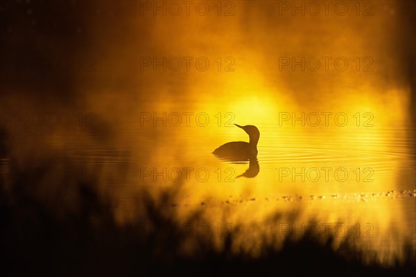 Red-throated loon (Gavia stellata) in a sunspot on a misty lake in morning light