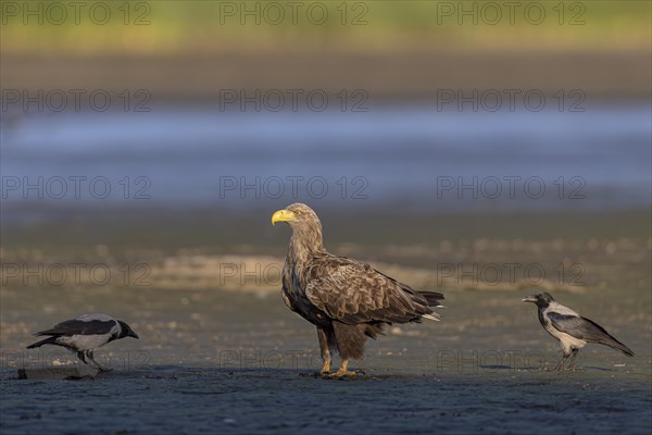 White-tailed eagle (Haliaeetus albicilla), at the bottom of a drained fishpond surrounded by hooded crows, Lusatia, Saxony, Germany, Europe