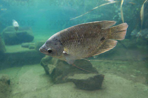 Giant gourami (Osphronemus goramy), occurring in Southeast Asia, captive