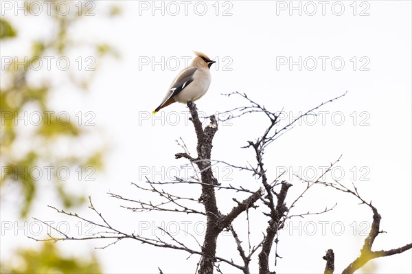 Bohemian waxwing (Bombycilla garrulus) sitting on branch tip, Varanger, Finnmark, Norway, Europe