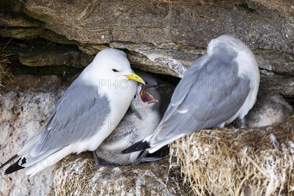 Black-legged kittiwake (Rissa tridactyla), adult birds with chicks on nest, Varanger, Finnmark, Norway, Europe