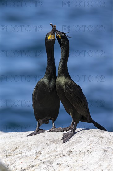 Common shag (Phalacrocorax aristotelis), breeding pair during courtship display, Hornoya Island, Vardo, Varanger, Finnmark, Norway, Europe