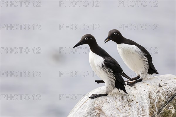 Common guillemot (Uria aalge), two adult birds on rock, Hornoya Island, Vardo, Varanger, Finnmark, Norway, Europe