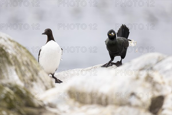 Common guillemot (Uria aalge) and shag (Phalacrocorax aristotelis) defecating, Hornoya Island, Vardo, Varanger, Finnmark, Norway, Europe