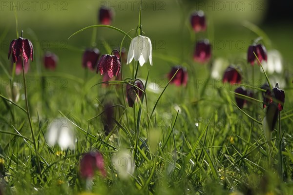 Enchanting chequerboard flowers, April, Germany, Europe