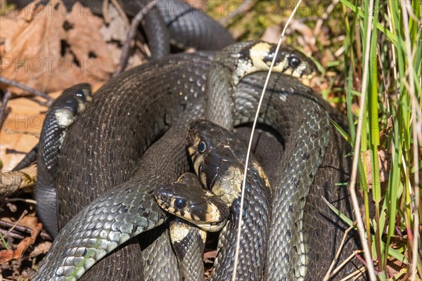 Group of Grass snakes (Natrix natrix) in the spring sun
