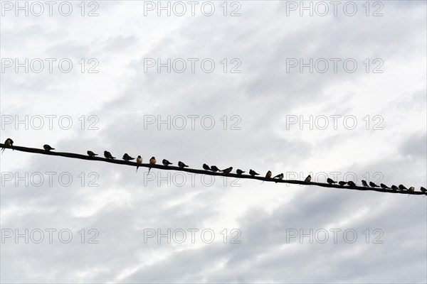 Swallows sitting next to each other on a power line, flock of birds, migratory birds, Lake Kerkini, Lake Kerkini, Central Macedonia, Greece, Europe