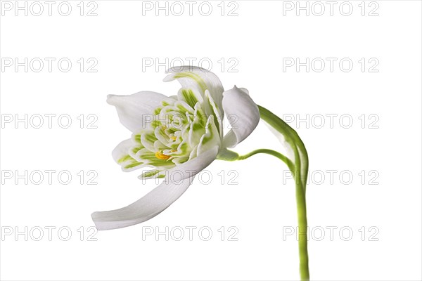 Flower of the double snowdrop (Galanthus nivalis Flore Pleno) on a white background, Bavaria, Germany, Europe