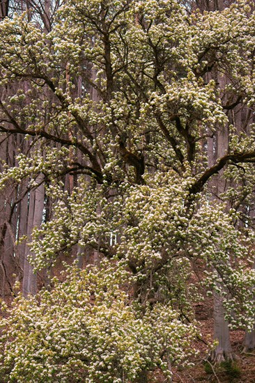 A flowering pear tree (Pyrus communis) in the forest, Neubeuern, Germany, Europe