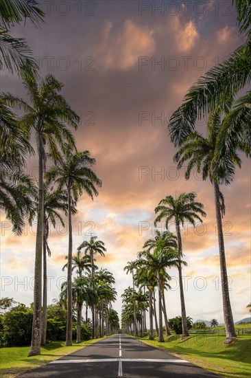 The famous palm avenue l'Allee Dumanoir. Landscape shot from the centre of the street into the avenue. Taken during a fantastic sunset. Grand Terre, Guadeloupe, Caribbean, North America