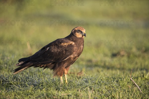 Western marsh-harrier (Circus aeruginosus), Extremadura, Castilla La Mancha, Spain, Europe