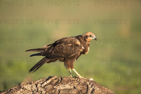 Western marsh-harrier (Circus aeruginosus), Extremadura, Castilla La Mancha, Spain, Europe