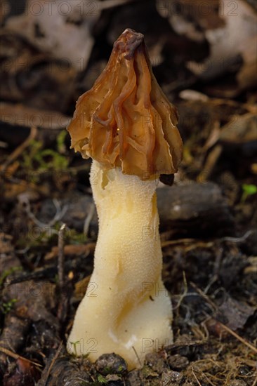 Cap morel Fruit bodies with light brown weblike caps and whitish stalk in soil in front of brown leaves