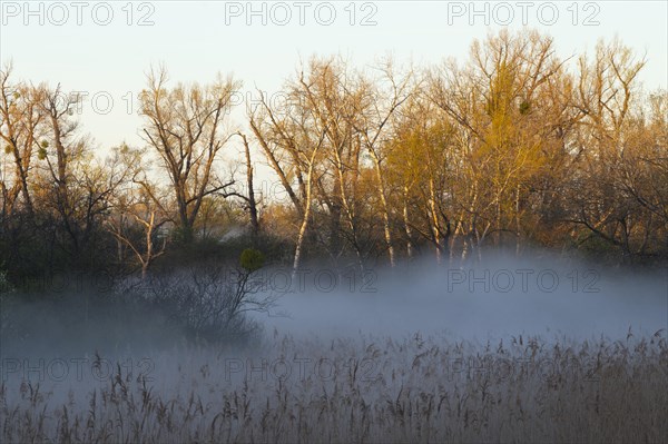 Morning atmosphere, fog, Lower Austria