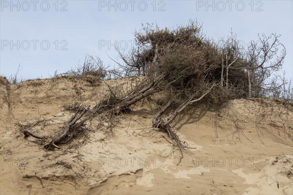 Fallen trees, break-off edge, dunes, LLanddwyn Bay, Newborough, Isle of Anglesey, Wales, Great Britain