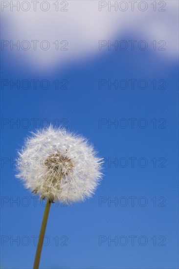Close-up of white and fluffy Taraxacum officinale, Dandelion flower seed head against a blue sky in spring, Quebec, Canada, North America