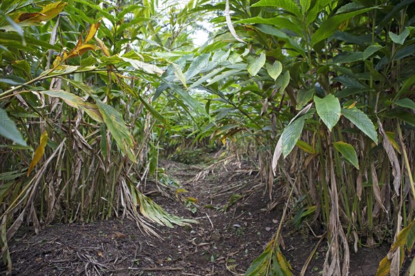 Path through a cardamom plantation, Cadamom Hills, Munnar, Kerala, India, Asia