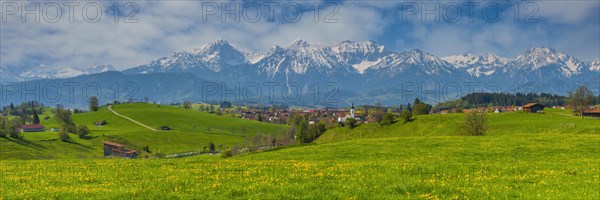 Common dandelion (Taraxacum sect. Ruderalia) in spring, meadow near Rieden am Forggensee, Ostallgaeu, Allgaeu, Bavaria, Germany, Europe