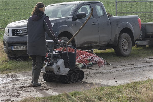 Young shepherdess brings remaining fences to the pickup truck, Mecklenburg-Vorpommern, Germany, Europe