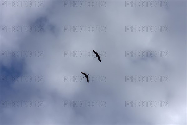 Two cranes (Grus grus) in the cloudy sky, Mecklenburg-Vorpommern, Germany, Europe