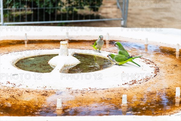 Birds drinking from the mouth of a disused well as a result of the water shortage in Barcelona, Spain, Europe