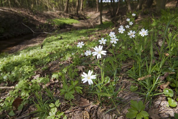 Greater stitchwort (Stellaria holostea) Group of chickweed along a stream, North Rhine-Westphalia, Germany, Europe