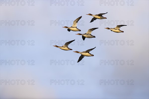 Red-breasted Merganser (Mergus serrator), small flock in flight, Laanemaa, Estonia, Europe