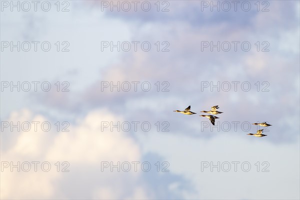 Red-breasted Merganser (Mergus serrator), small flock in flight, Laanemaa, Estonia, Europe