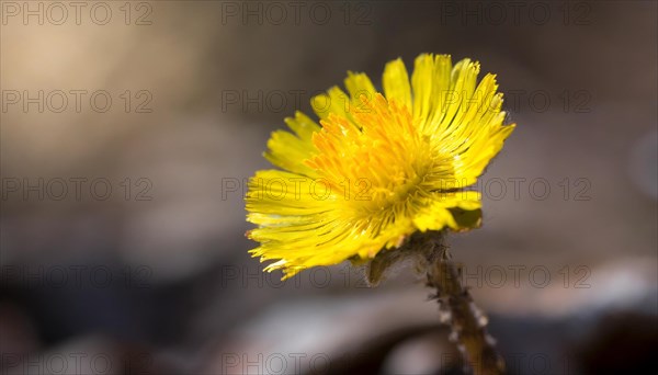 Close-up of a coltsfoot flower with focus on the yellow petals, medicinal plant coltsfoot, Tussilago farfara, KI generated, AI generated